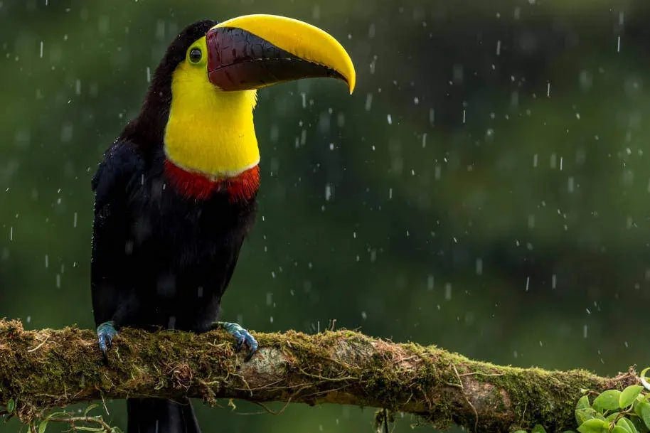 Best Activities in Monteverde When It's Rainy - Monte Nuboso Tours