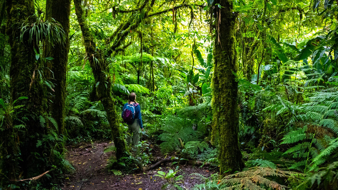 Monteverde Cloud Forest