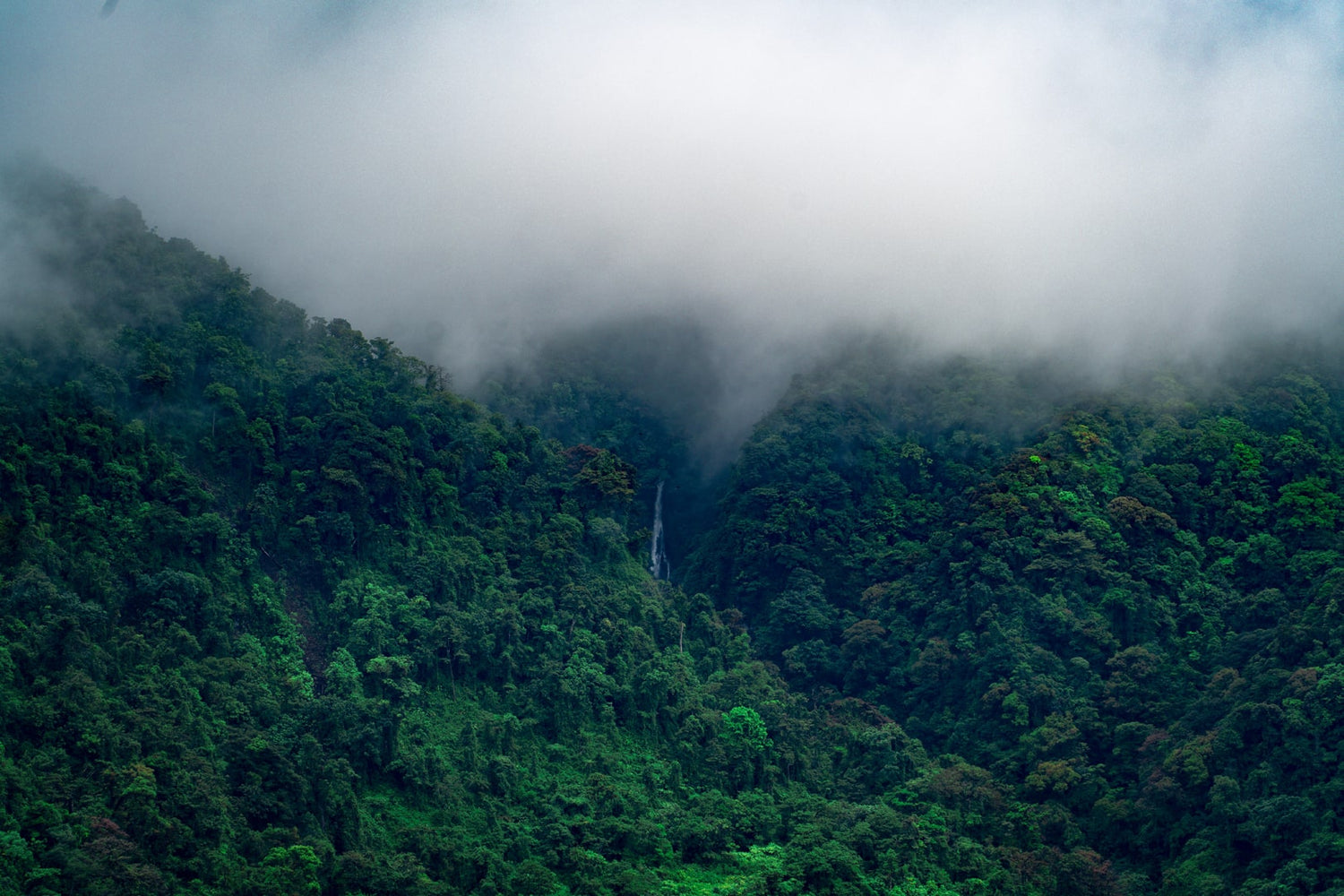 Monteverde Cloud Forest