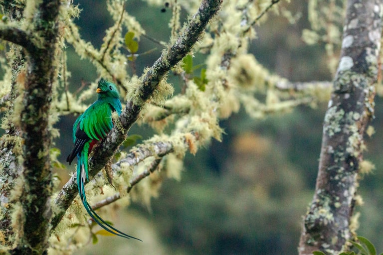 How to Prepare for a Bird-Watching Tour in Monteverde, Costa Rica