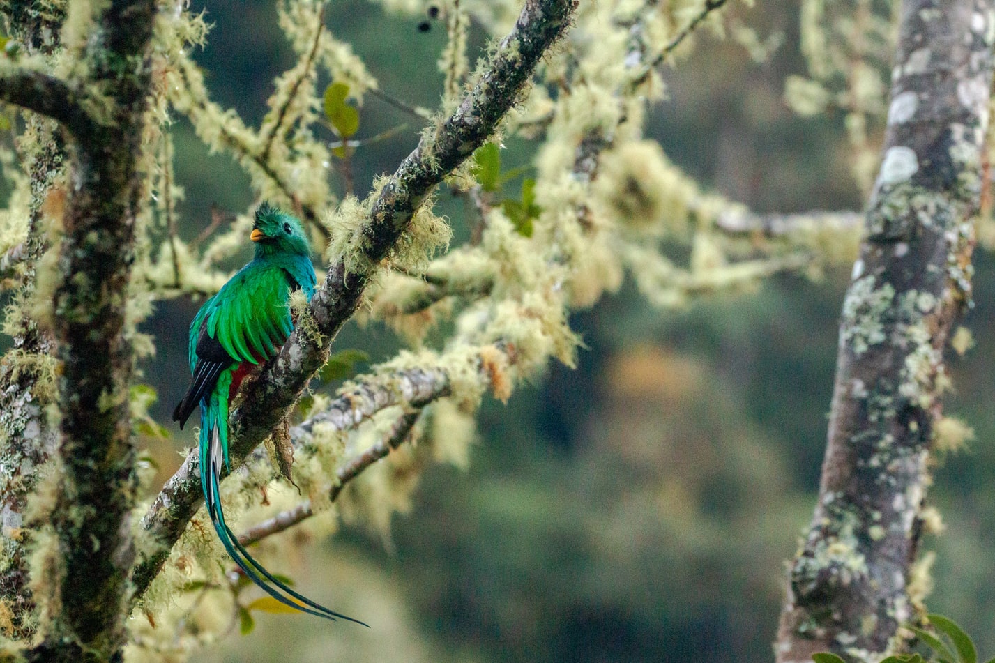 Resplendent Quetzal in Monteverde cloud forest