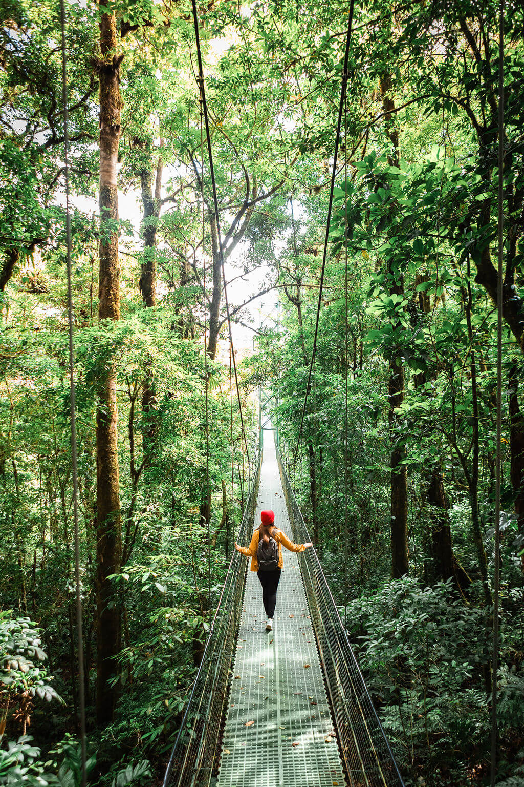 Hanging Bridges at Treetopia Park