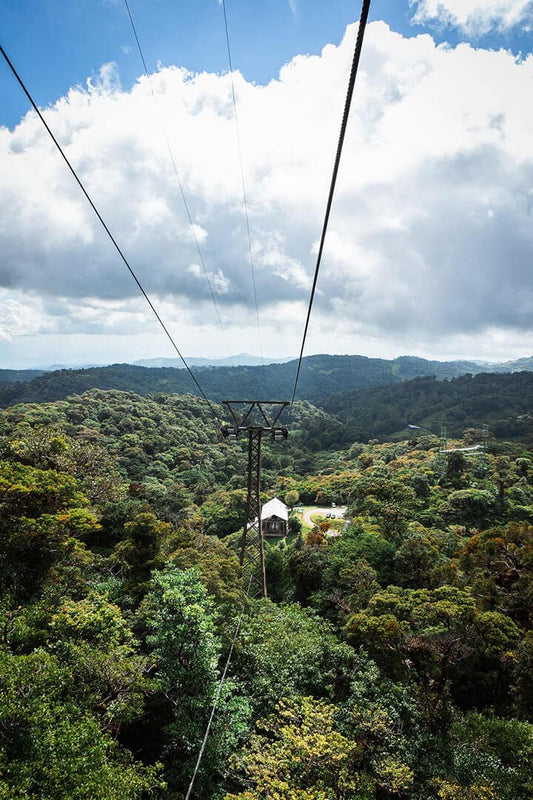 TreeTram Cableway at Treetopia Park