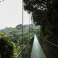 Hanging Bridges at Treetopia Park