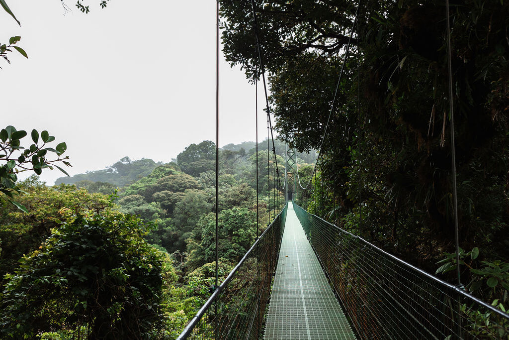 Hanging Bridges at Treetopia Park