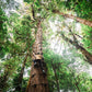 Parcours de défi arboricole au Treetopia Park