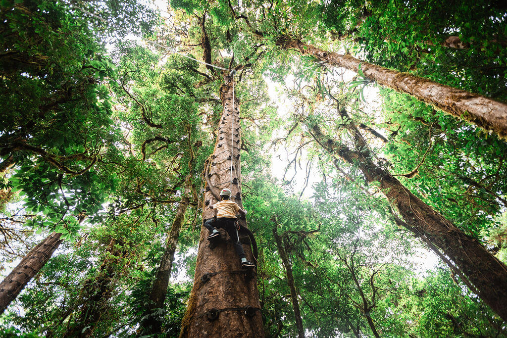 Circuito de Desafío Arboreal en Treetopia Park