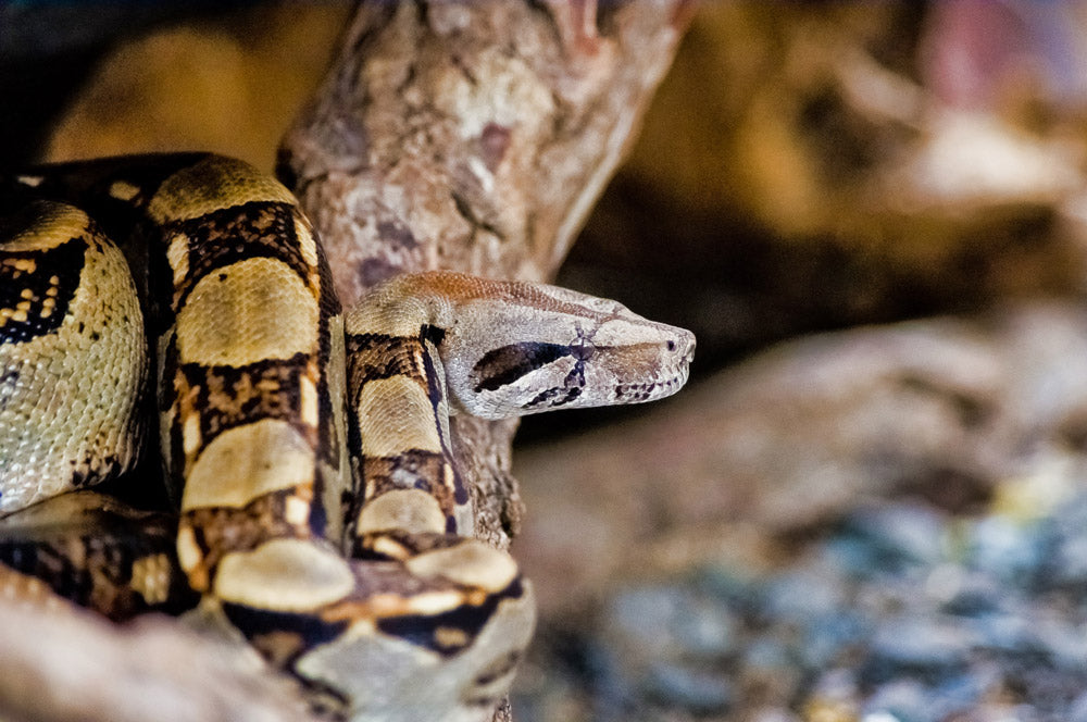 Exposition de Reptiles et d'Amphibiens au Selvatura Park