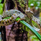 Exhibición de Reptiles y Anfibios en Selvatura Park