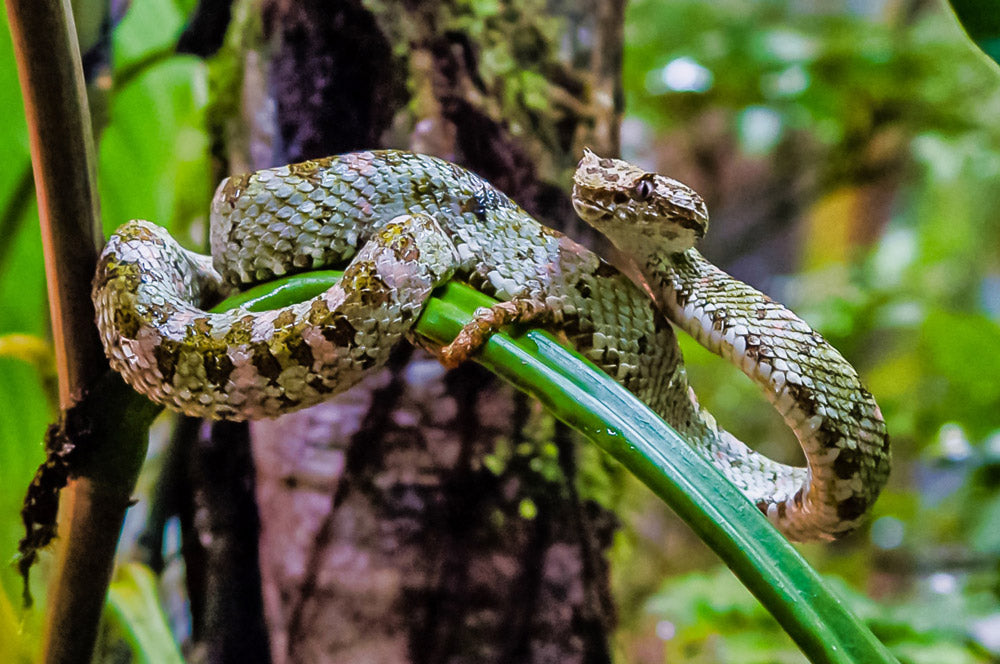 Exposition de Reptiles et d'Amphibiens au Selvatura Park