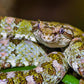 Exhibición de Reptiles y Anfibios en Selvatura Park