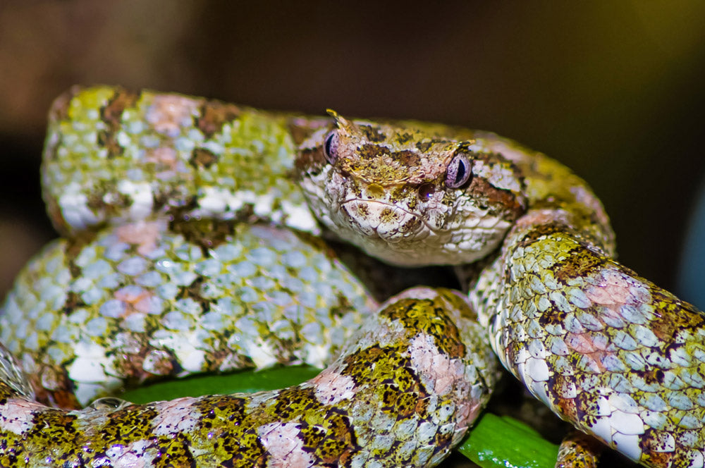 Exhibición de Reptiles y Anfibios en Selvatura Park