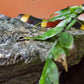 Exposition de Reptiles et d'Amphibiens au Selvatura Park