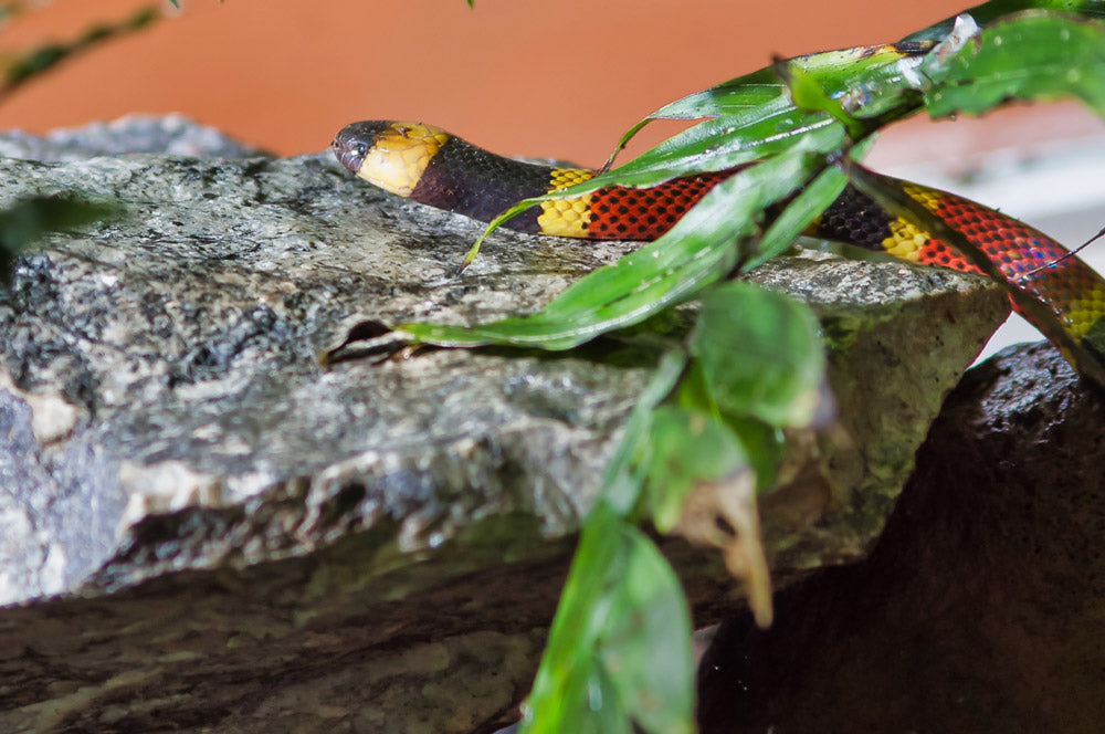 Exhibición de Reptiles y Anfibios en Selvatura Park