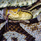 Exhibición de Reptiles y Anfibios en Selvatura Park