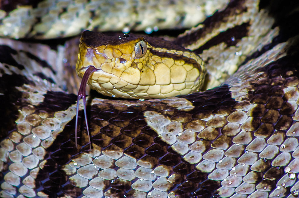 Exposition de Reptiles et d'Amphibiens au Selvatura Park