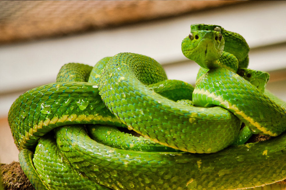 Exposition de Reptiles et d'Amphibiens au Selvatura Park