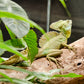 Exposition de Reptiles et d'Amphibiens au Selvatura Park