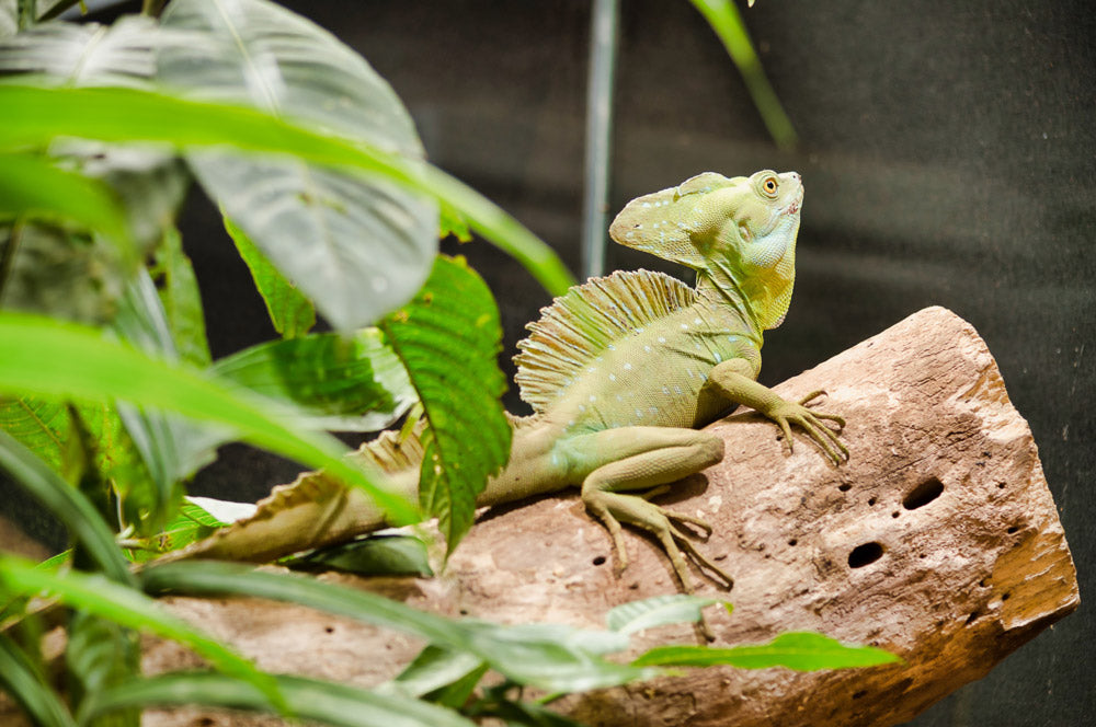 Exposition de Reptiles et d'Amphibiens au Selvatura Park