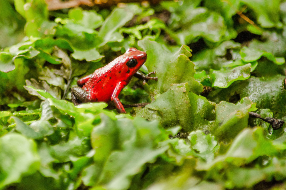 Exhibición de Reptiles y Anfibios en Selvatura Park