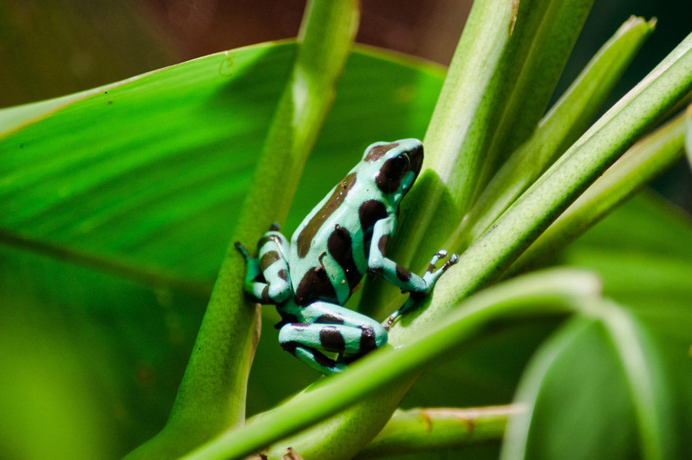 Exposition de Reptiles et d'Amphibiens au Selvatura Park