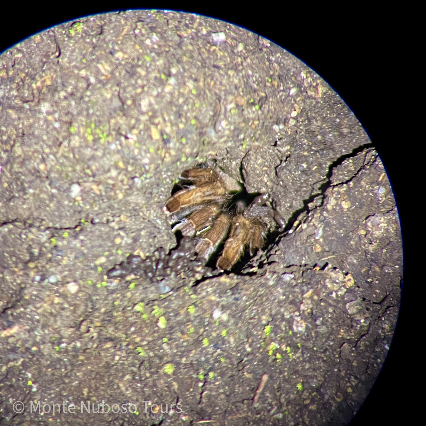 Night Tour at Wildlife Refuge Monteverde