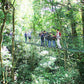 Hanging Bridges at 100% Aventura Park