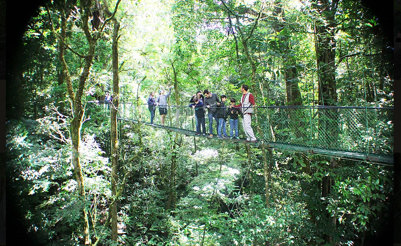 Hanging Bridges at 100% Aventura Park