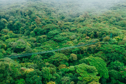 Hanging Bridges at Selvatura Park