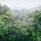 Puentes colgantes en el parque Selvatura