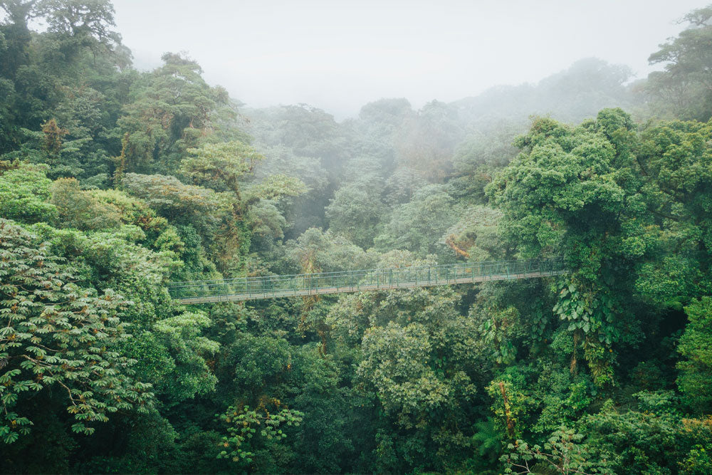 Puentes colgantes en el parque Selvatura