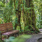 Puentes colgantes en el parque Selvatura