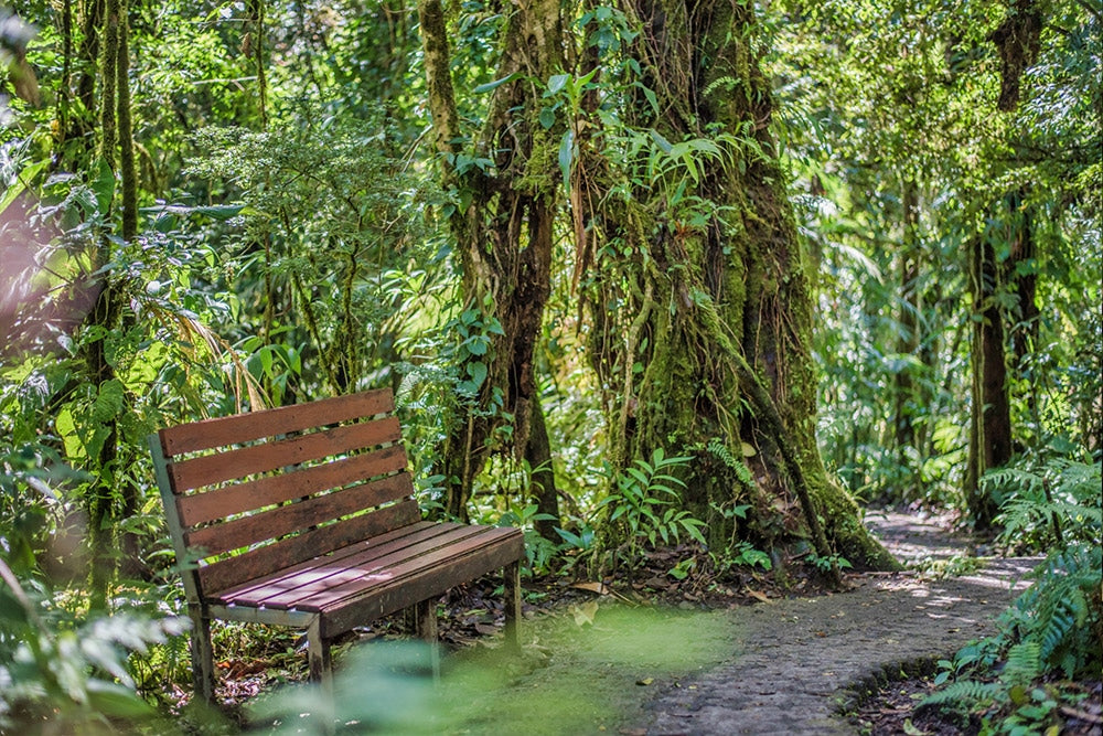 Puentes colgantes en el parque Selvatura