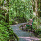 Puentes colgantes en el parque Selvatura