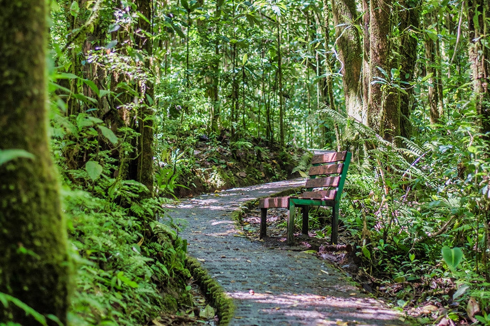 Puentes colgantes en el parque Selvatura