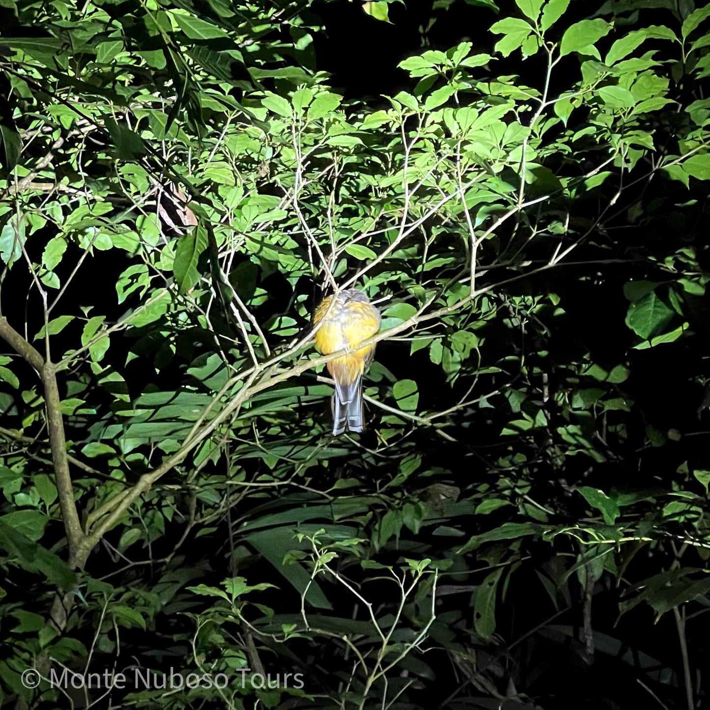 Visite nocturne de la Wildlife Refuge Monteverde