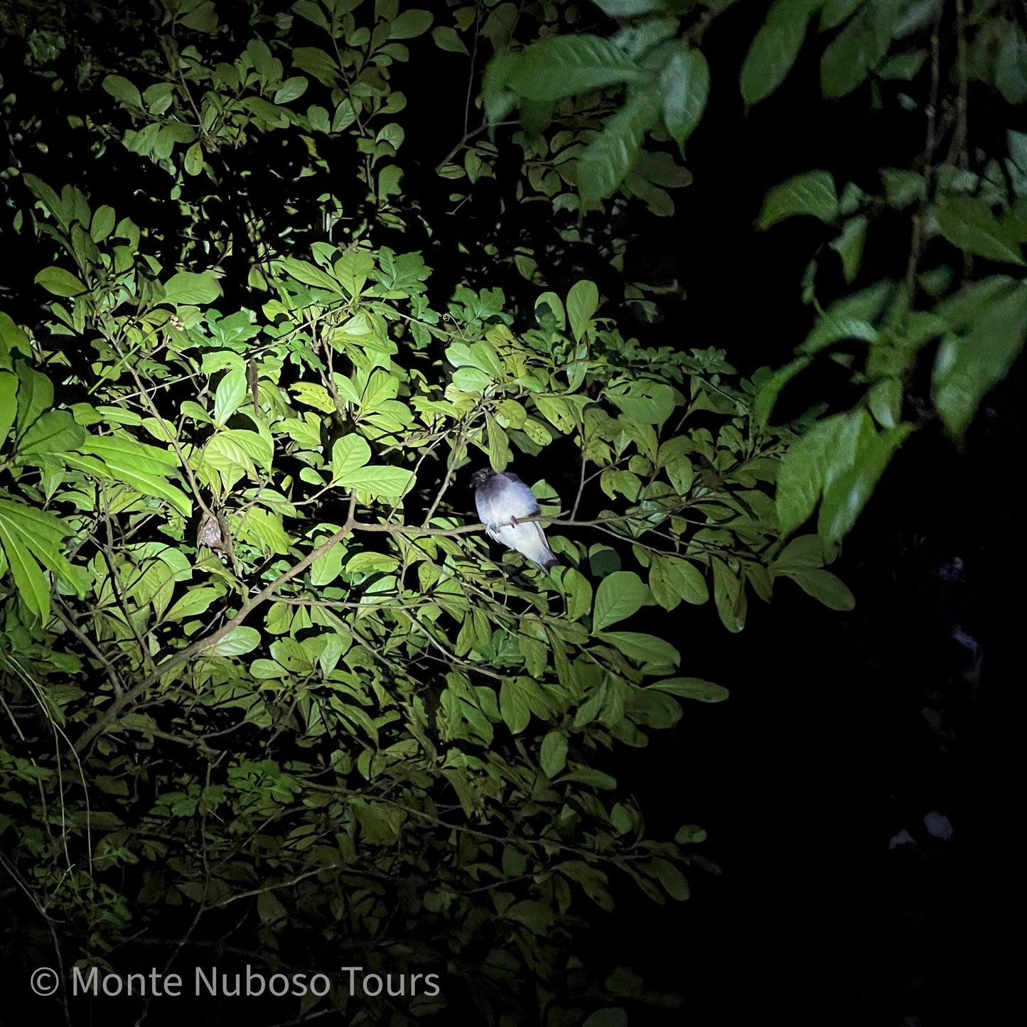 Visite nocturne de la Wildlife Refuge Monteverde