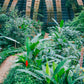 Jardín de Mariposas en el Parque Selvatura