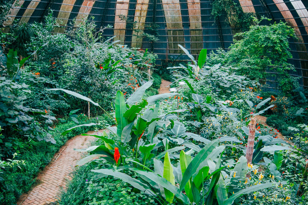 Jardín de Mariposas en el Parque Selvatura