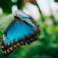 Jardín de Mariposas en el Parque Selvatura