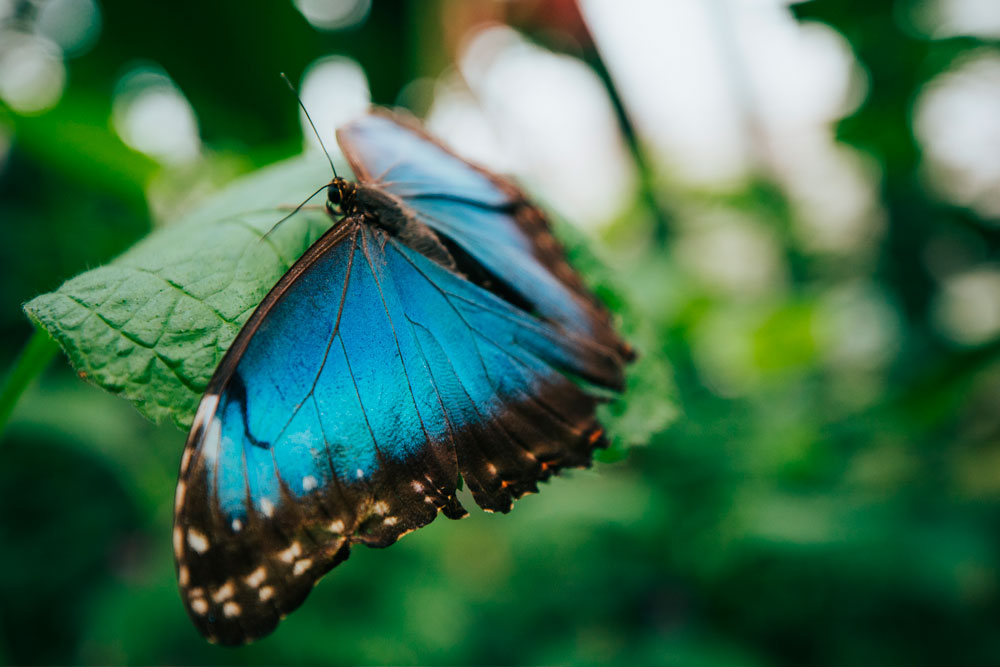 Jardín de Mariposas en el Parque Selvatura