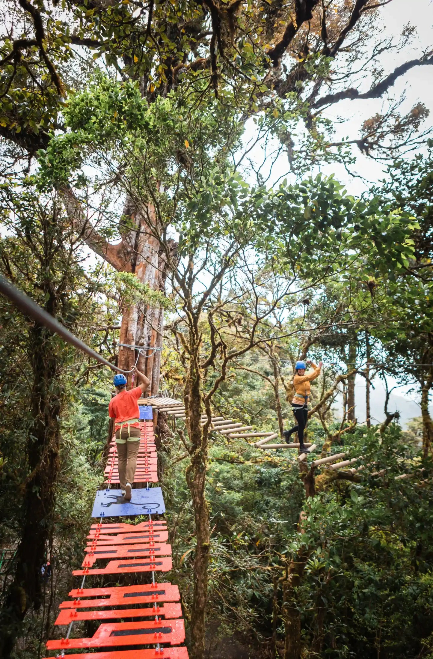 Circuito de Desafío Arboreal en Treetopia Park