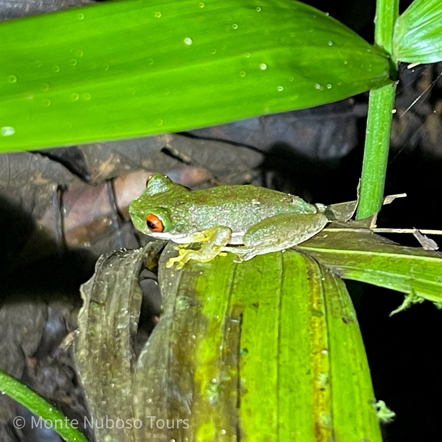 Visite nocturne de la Wildlife Refuge Monteverde