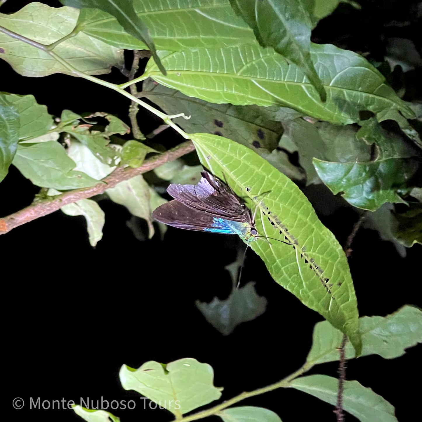 Tour Nocturno en el Refugio de Vida Silvestre Monteverde