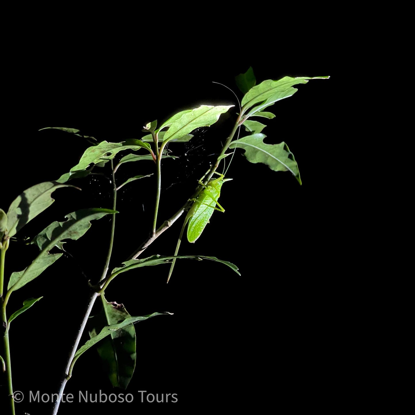 Tour Nocturno en el Refugio de Vida Silvestre Monteverde