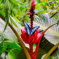 Jardín de Mariposas en el Parque Selvatura