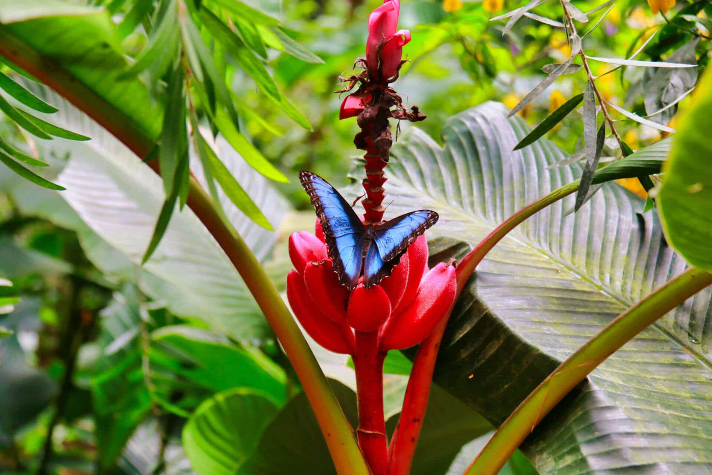 Jardín de Mariposas en el Parque Selvatura