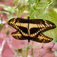 Jardín de Mariposas en el Parque Selvatura