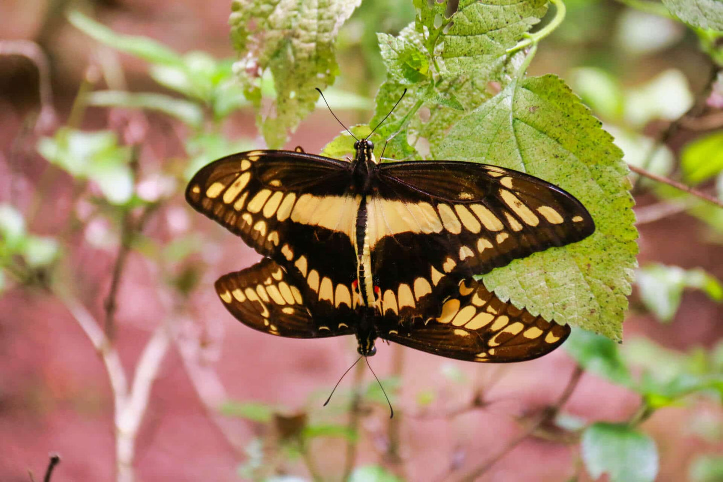 Jardín de Mariposas en el Parque Selvatura