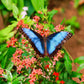 Jardín de Mariposas en el Parque Selvatura